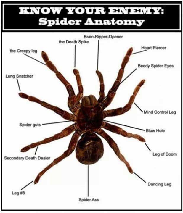anatomy of spider nope